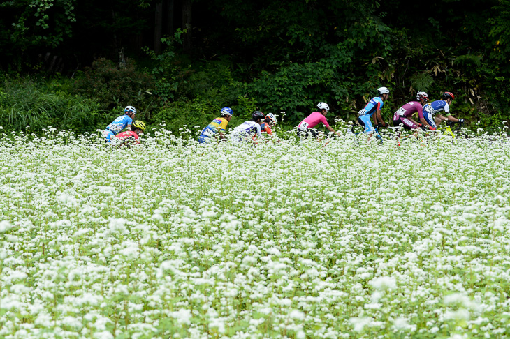 コース沿いにはそばの花が咲き乱れる