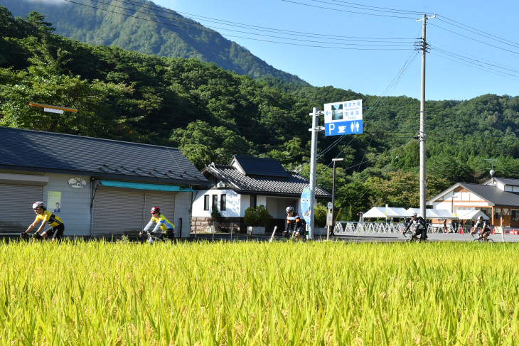 豊かな実りのピークを迎えた田んぼを横目にライドを楽しむ