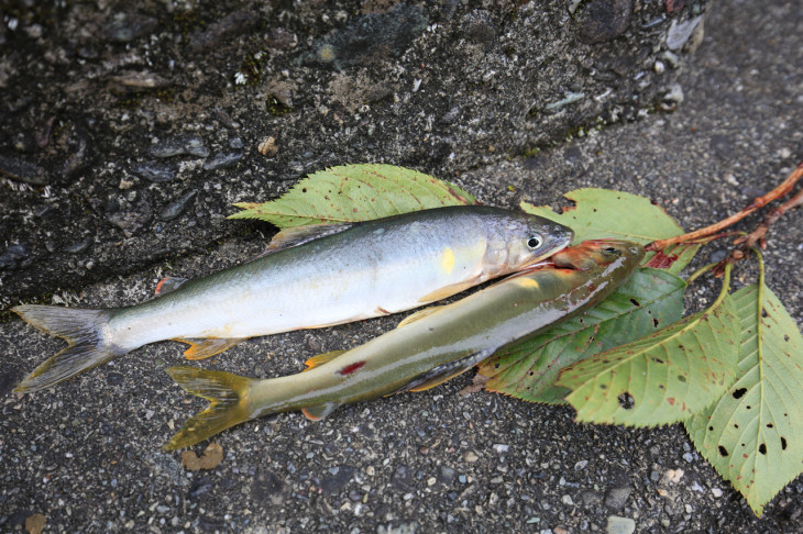 綺麗な天然鮎が釣れていました