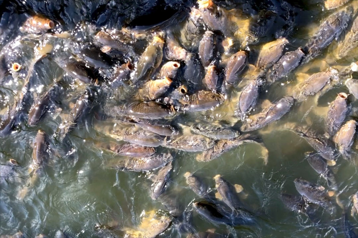 神池の鯉の大群。なんでこんなにいるのかも七不思議の一つだそう