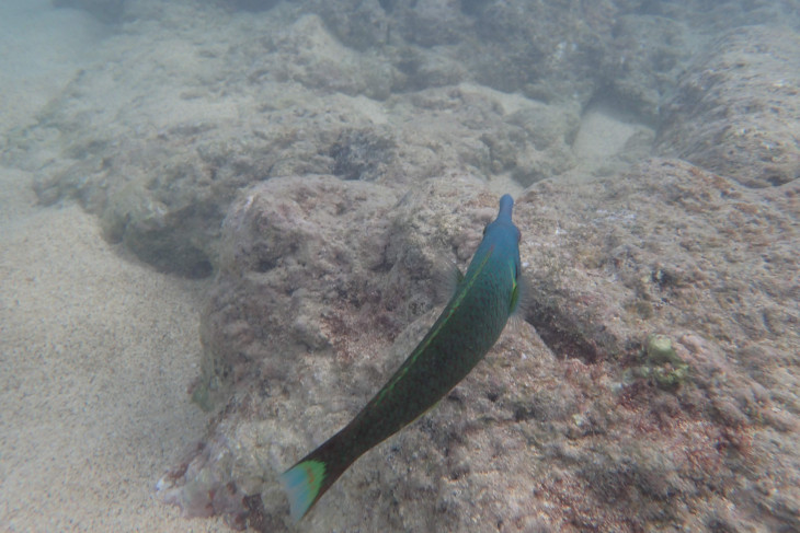 鮮やかな熱帯魚もいる