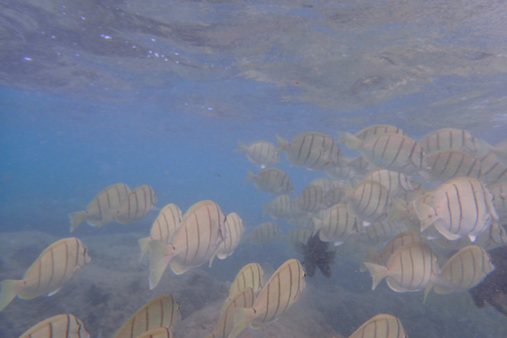 水の透明度が高く多くの魚の群れを見ることが出来る