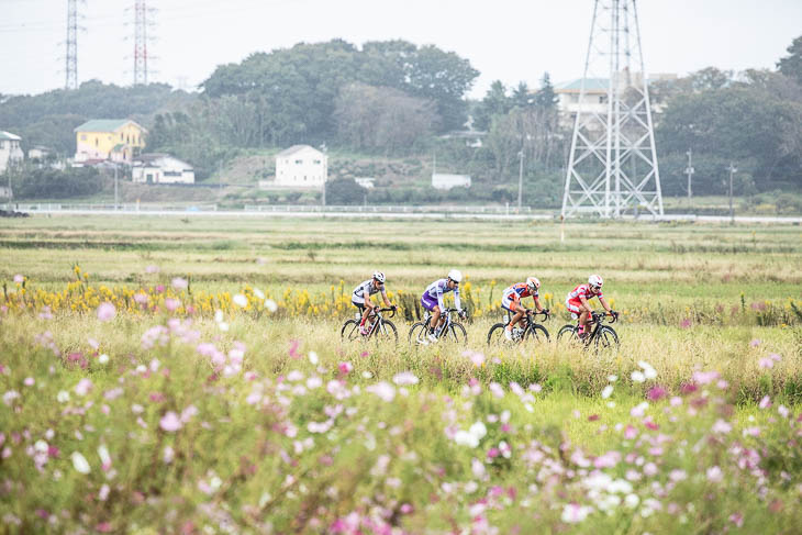 コース沿いにはコスモスが咲く