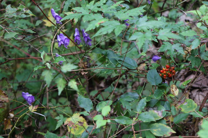 トリカブトの花なんだとか　思わずパシャリ