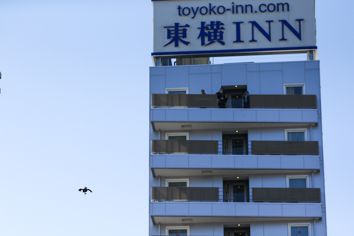 東横インの13階から鷹が飛び立つ