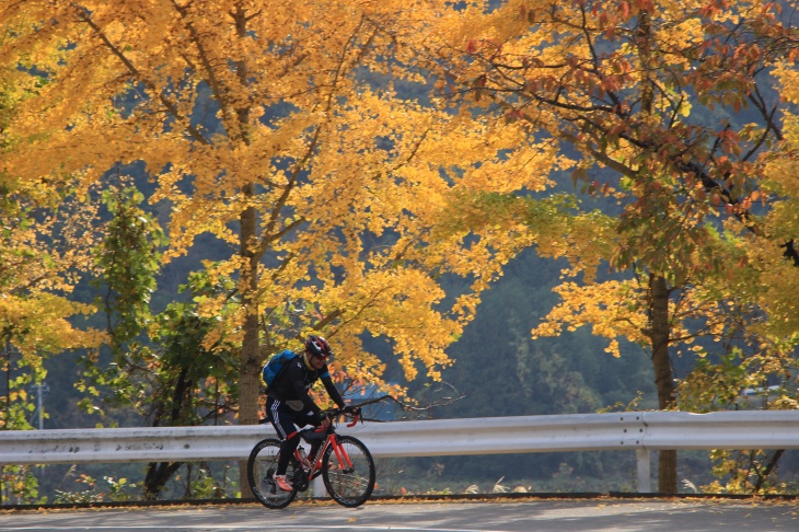 銀杏が美しく紅葉する中を走る