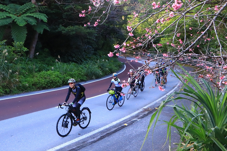 日本一早い桜が出迎えてくれました