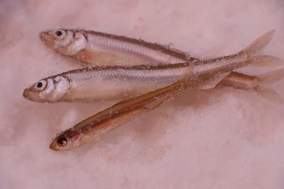 銀色に輝くワカサギ。綺麗な魚です。