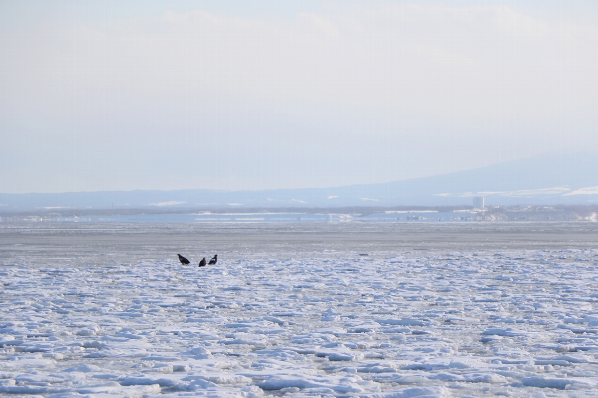 流氷の上には、なんとオジロワシが！