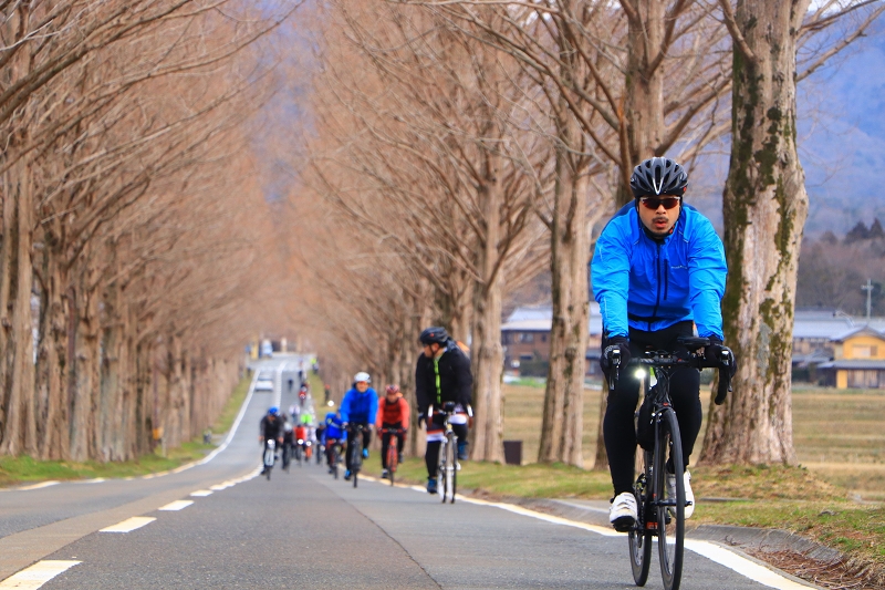 このイベントのハイライトポイントでもあるメタセコイア並木