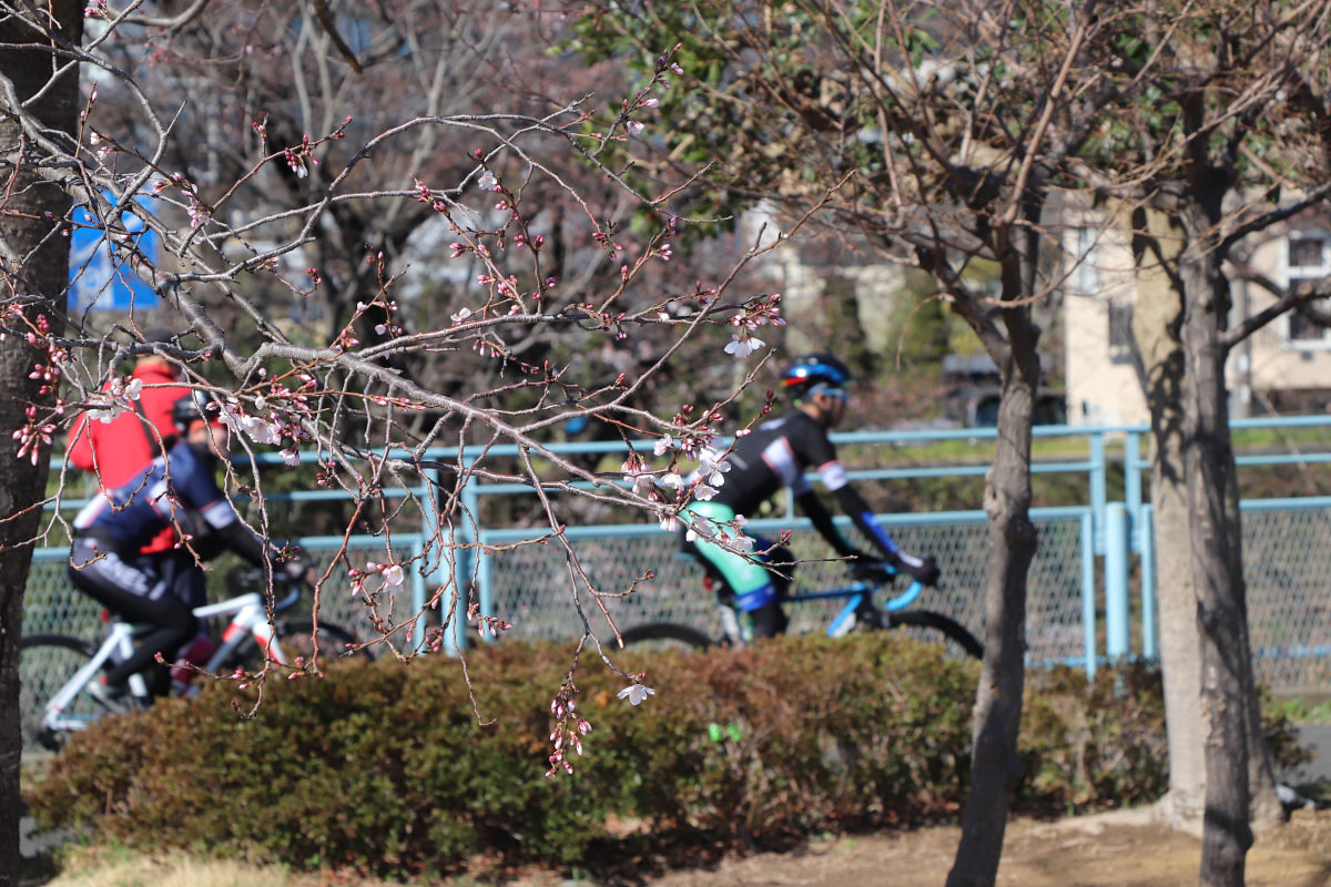 ライド当日は桜の花もわずかに開花していた