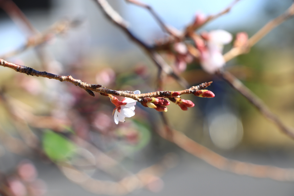 春の訪れを感じる桜の花