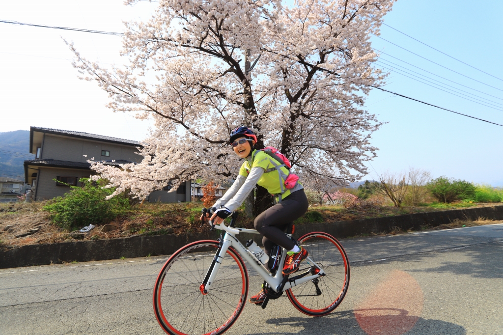 満開の桜の下を駆け抜けていきます