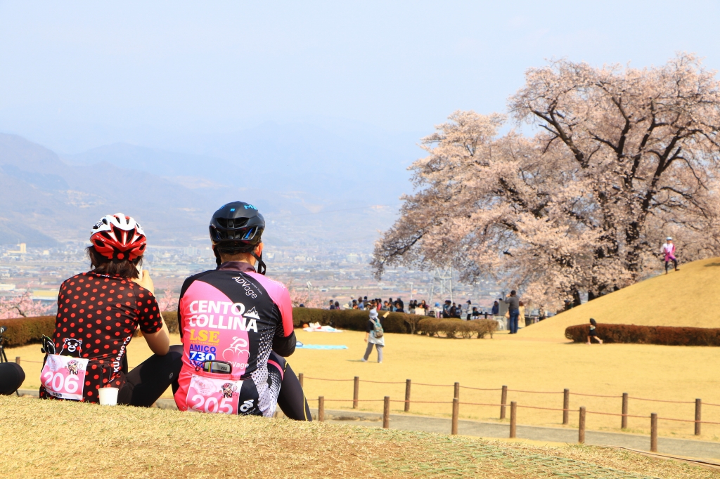 甲府盆地を見下ろすように咲く甲州蚕影桜