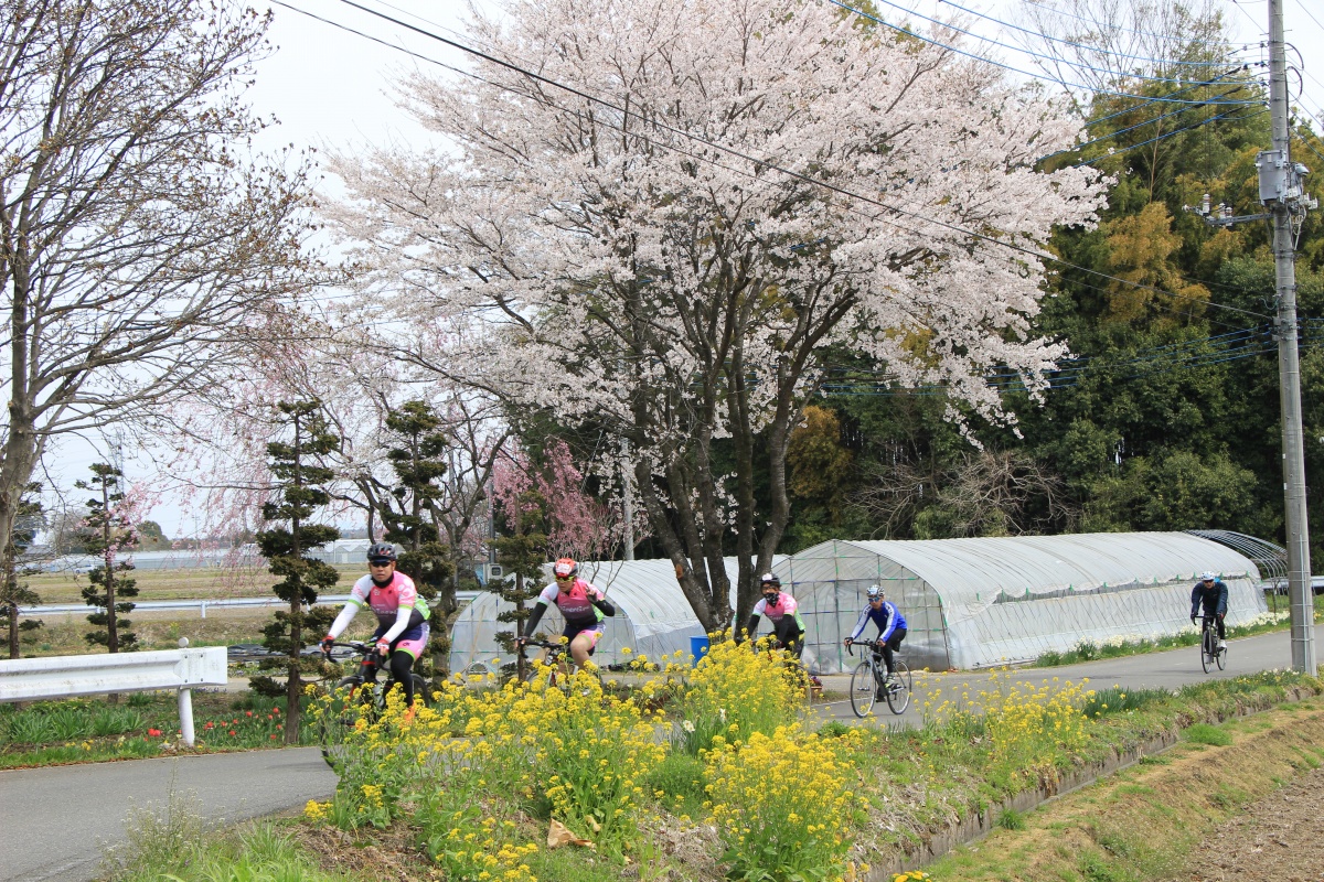 桜に続き菜の花も咲く。季節の移り変わりを感じる事が出来る