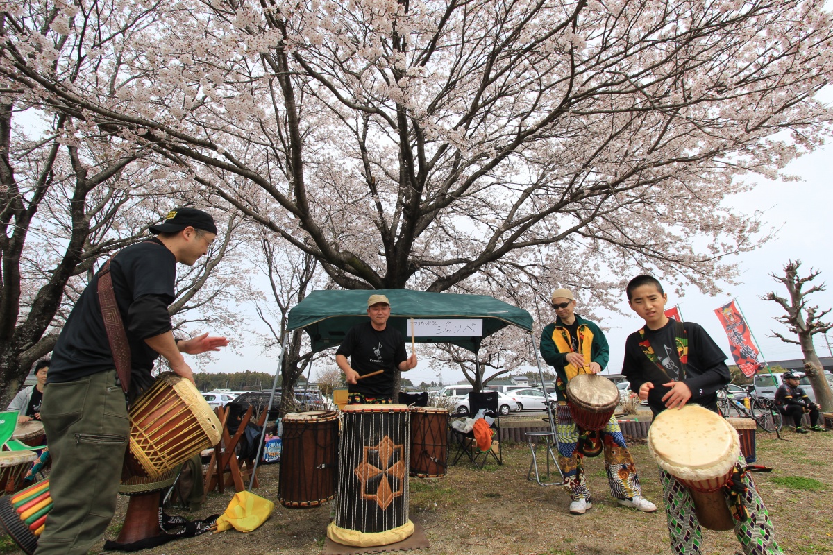 桜の木の下でエスニックなリズムを奏でるジャンベバンド