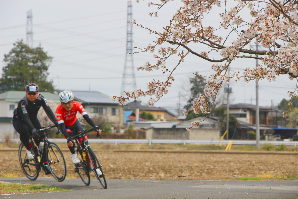 桜の横を駆け抜ける