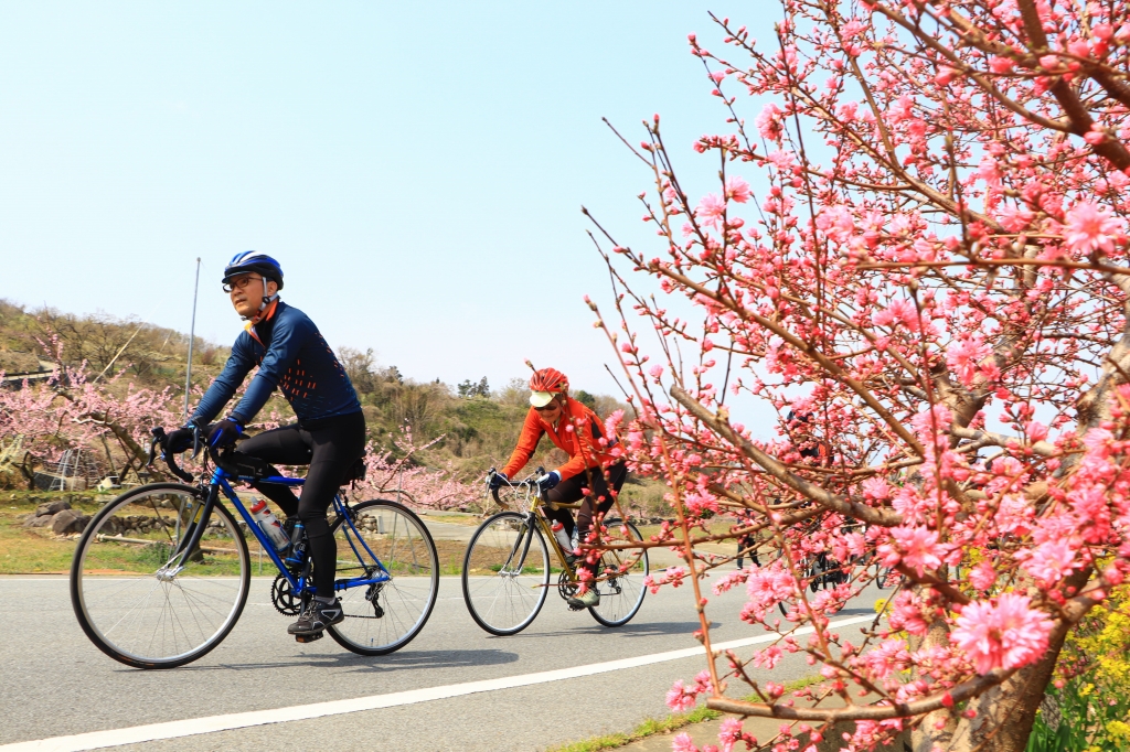 鮮やかな桃の花が次々に現れる　