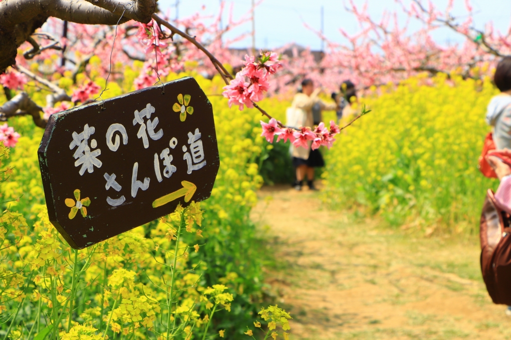 菜の花散歩みちとして多くの人が集まっていました