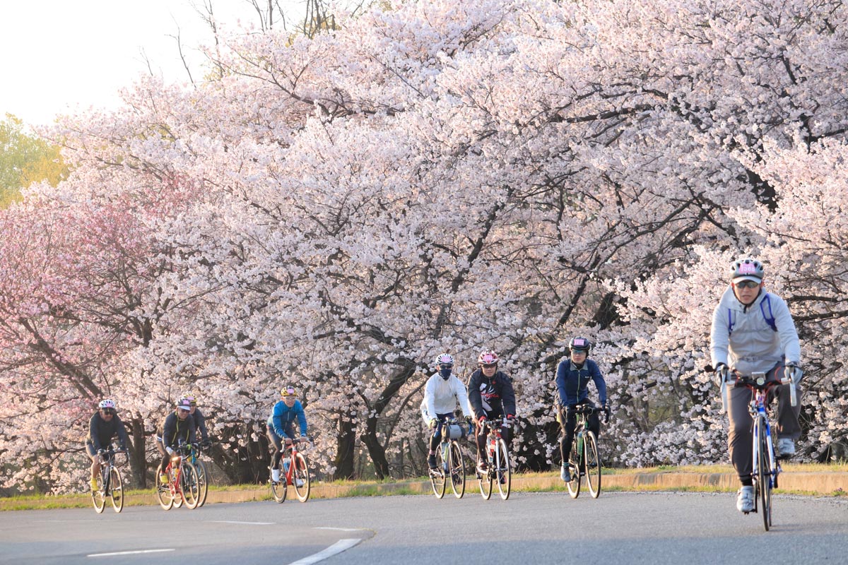 最高の状態の満開の桜のなかを走り出していく参加者たち