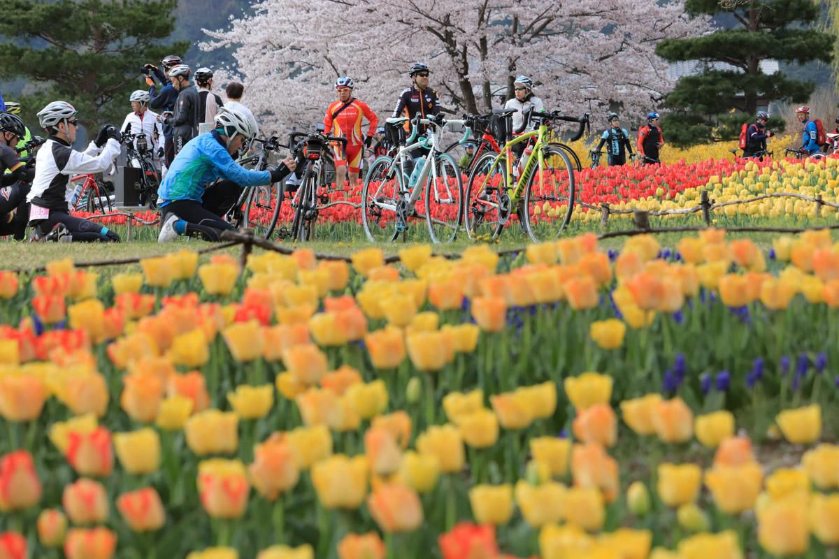 穂高エイドにはカラフルなチューリップ畑が待っている　桜だけでない華やかな春先の信州を楽しめる