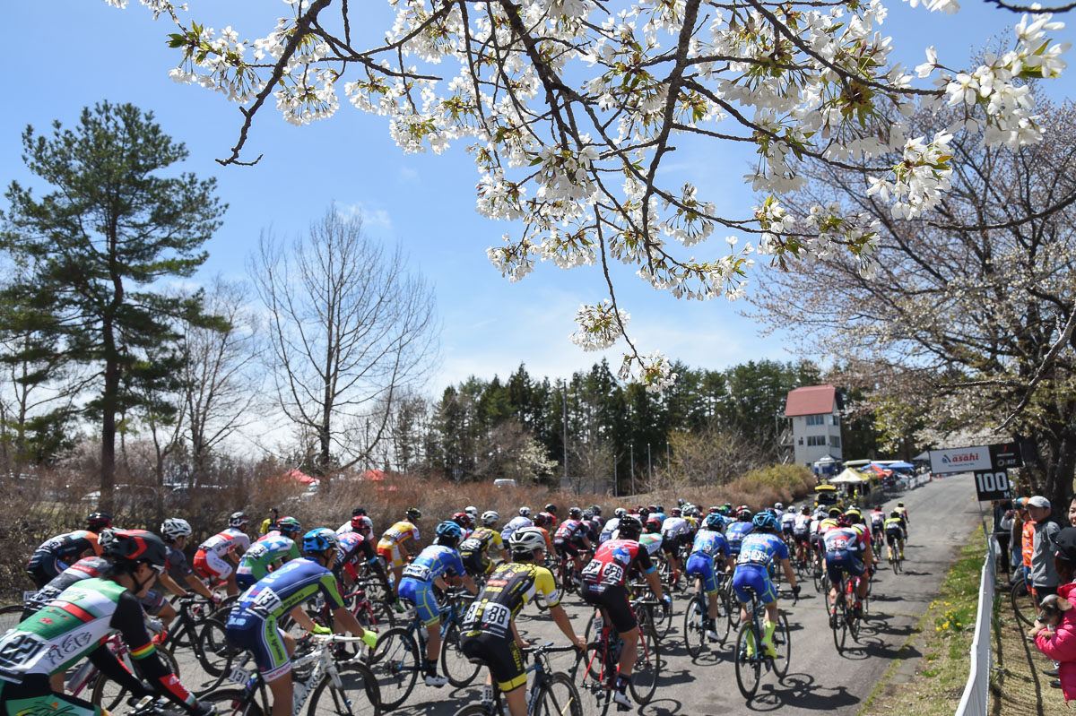4月末の群馬サイクルスポーツセンター　桜は満開手前