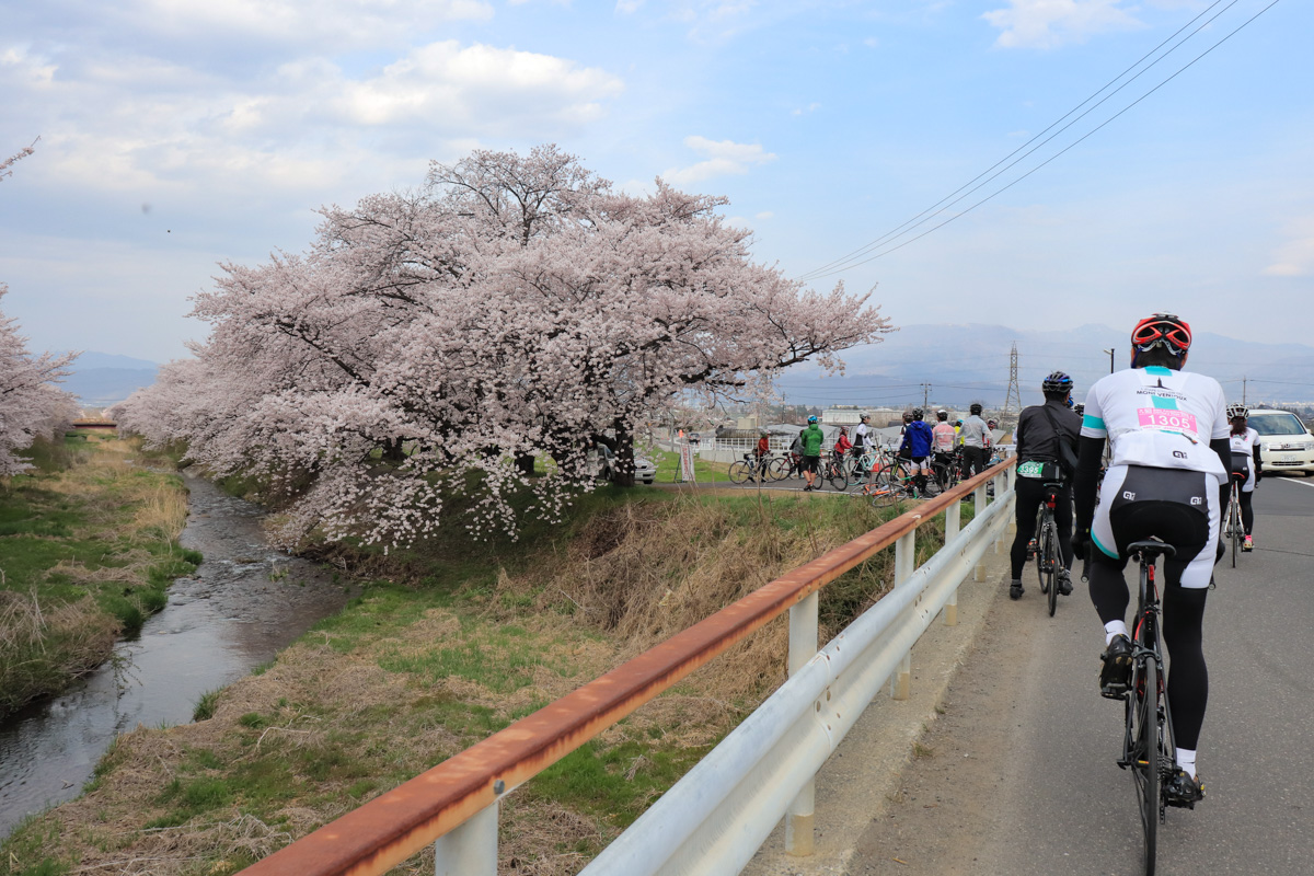 フィニッシュまで数キロという地点で、見事な満開の桜並木が迎えてくれる