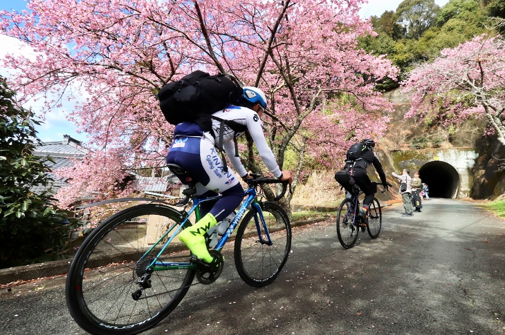 本長篠駅近く廃線跡は河津桜の並木道となっており、周辺住民のみなさんの憩いの場になっていました