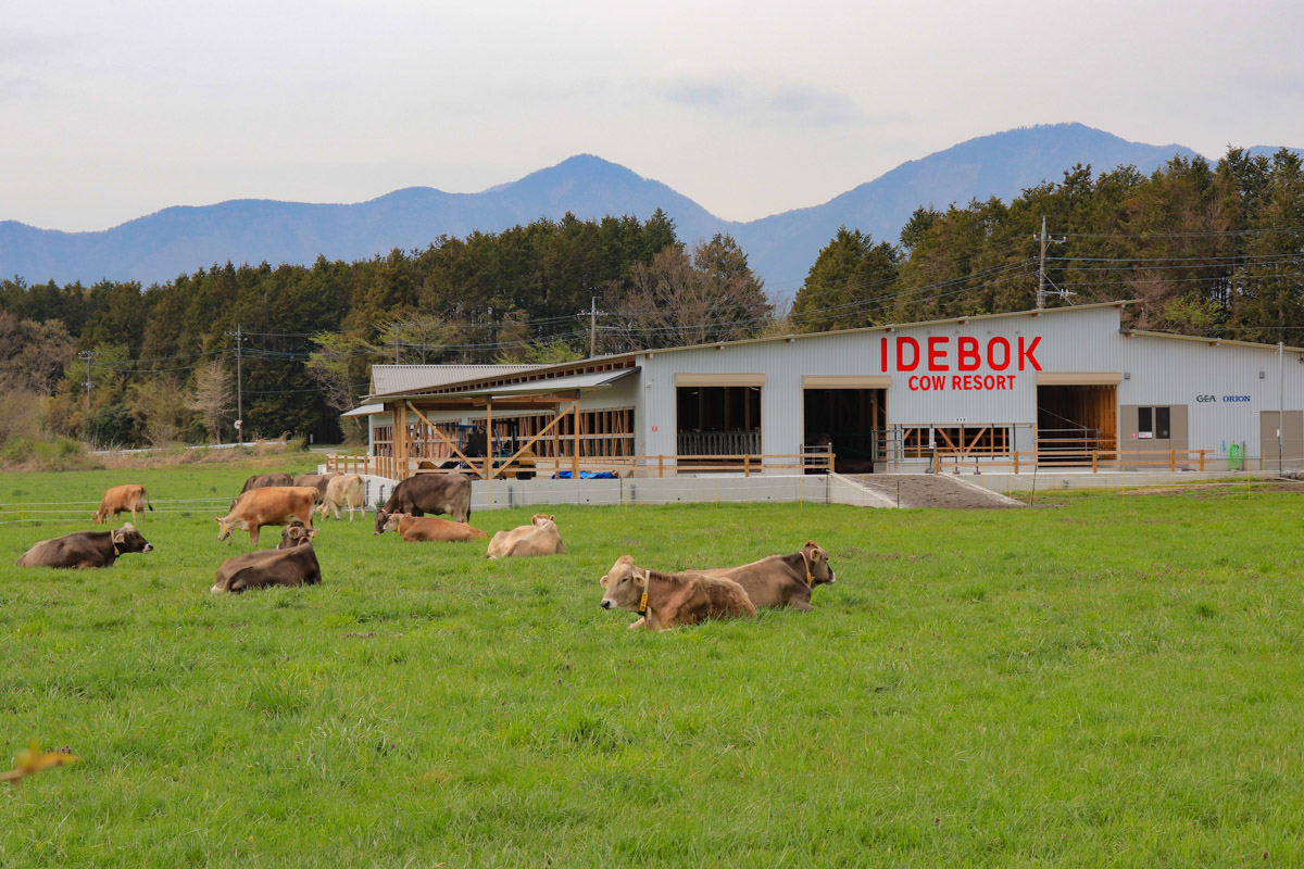 COW RESORT IDEBOKに到着 牛が放牧されているのを眺めながら食事を楽しめる