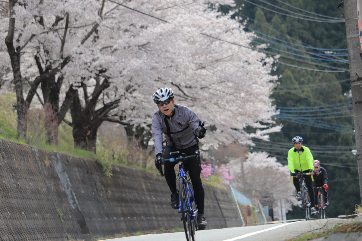 道志みちの桜は満開状態でサイクリストを迎えてくれる