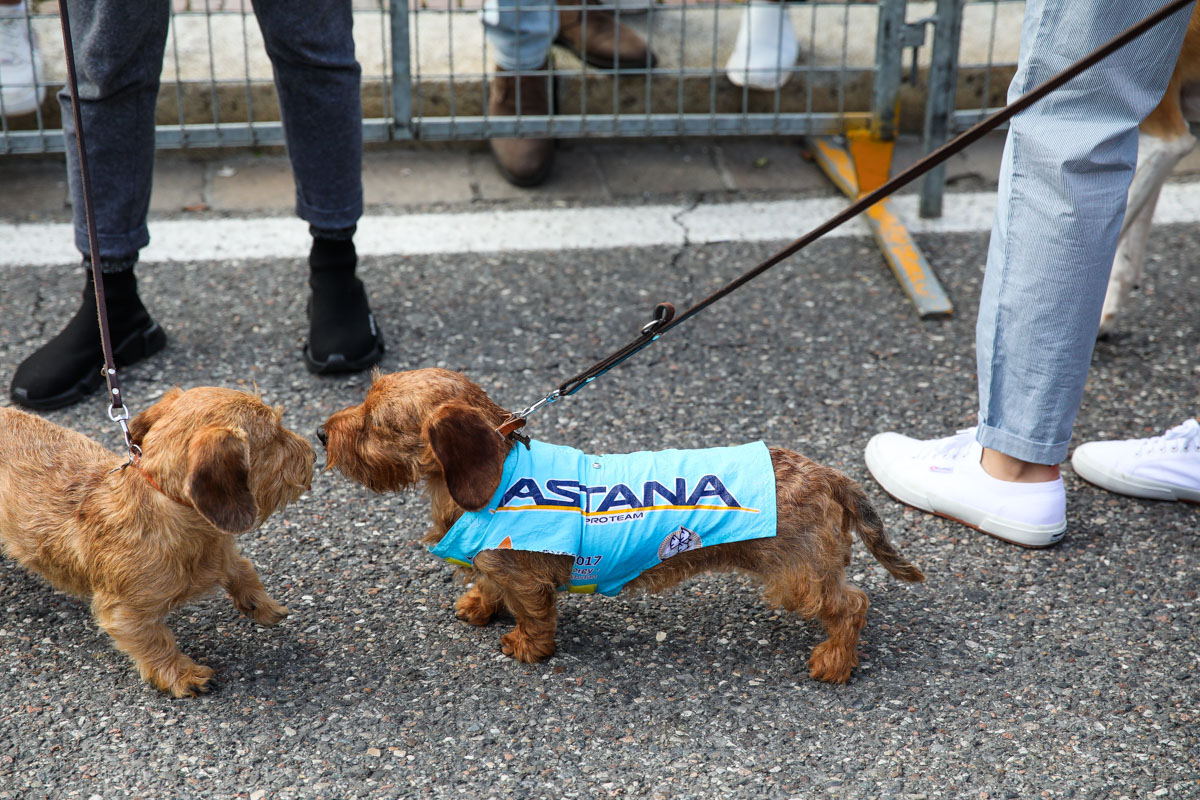 アスタナ犬