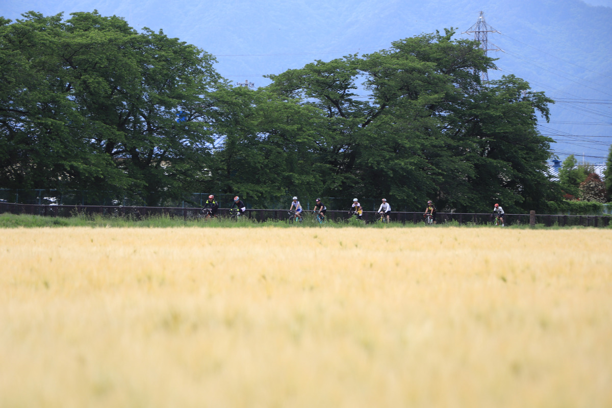 黄金色の麦畑を横目に帰路につく