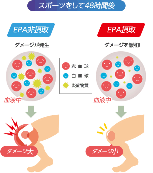 EPA摂取により血中の炎症物質は減少傾向にあり、筋肉細胞の損傷物質も発生量が抑えられる