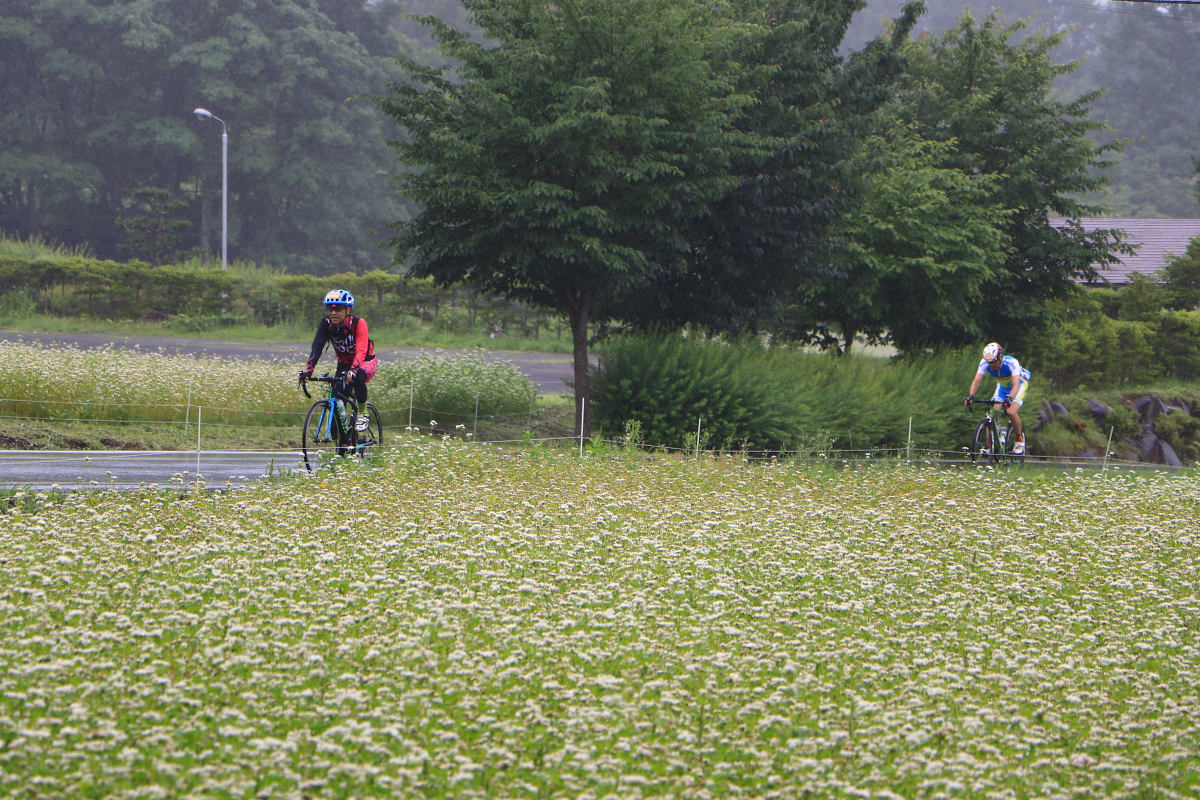 白い花が咲き乱れる戸隠の蕎麦畑