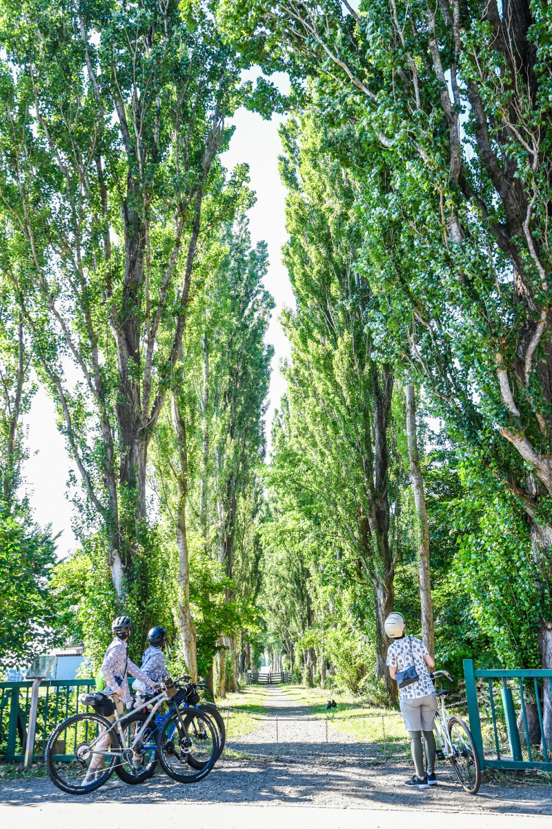 有名な北海道大学のポプラ並木