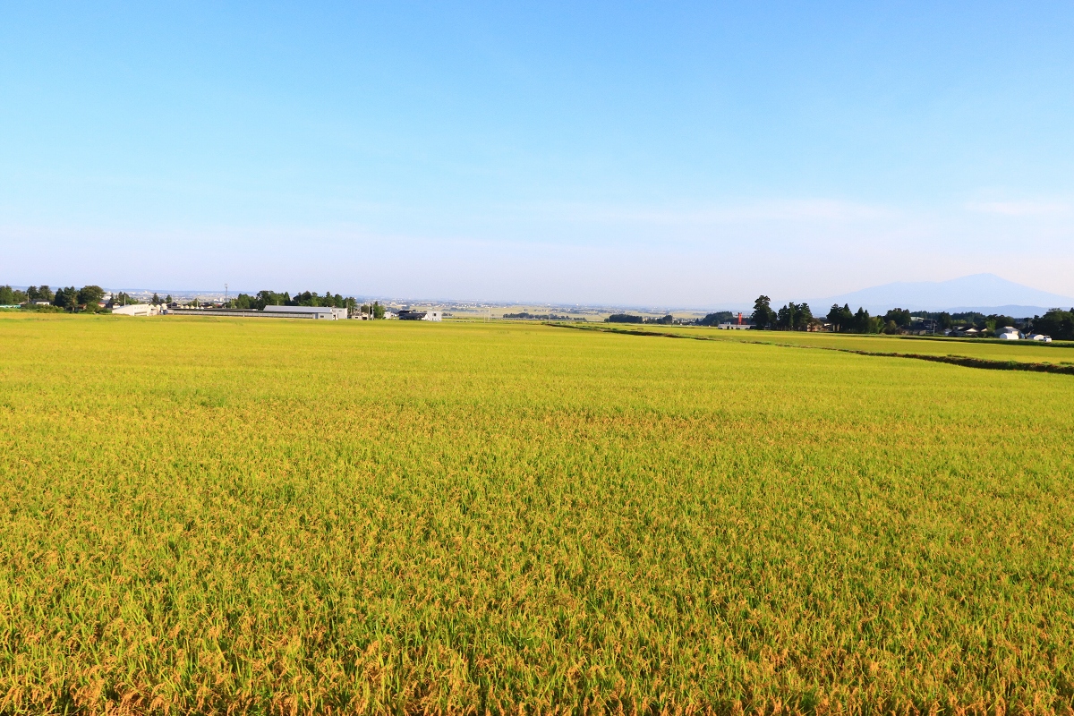 一面に広がる大水田地帯 庄内平野に到着だ