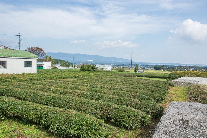 いなべ市にとどまらず三重県各所で茶畑を目にすることができる