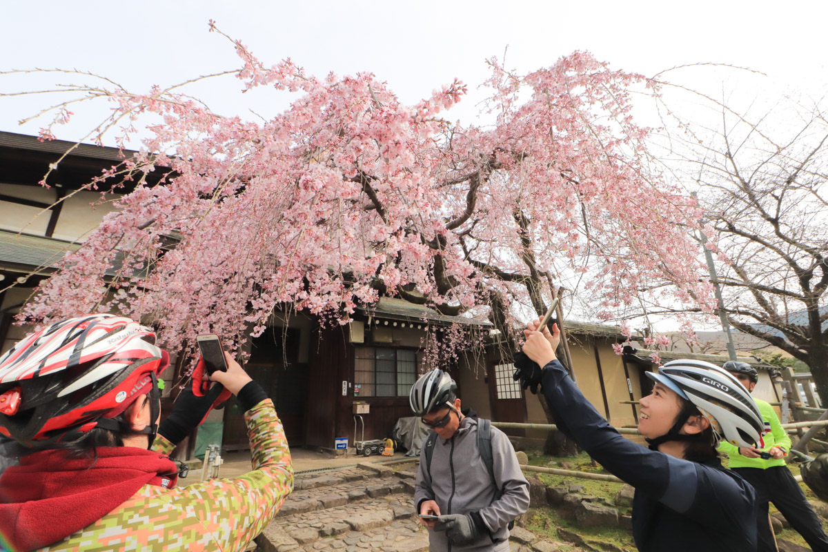 奈良市街は桜が満開、最高の状態だった