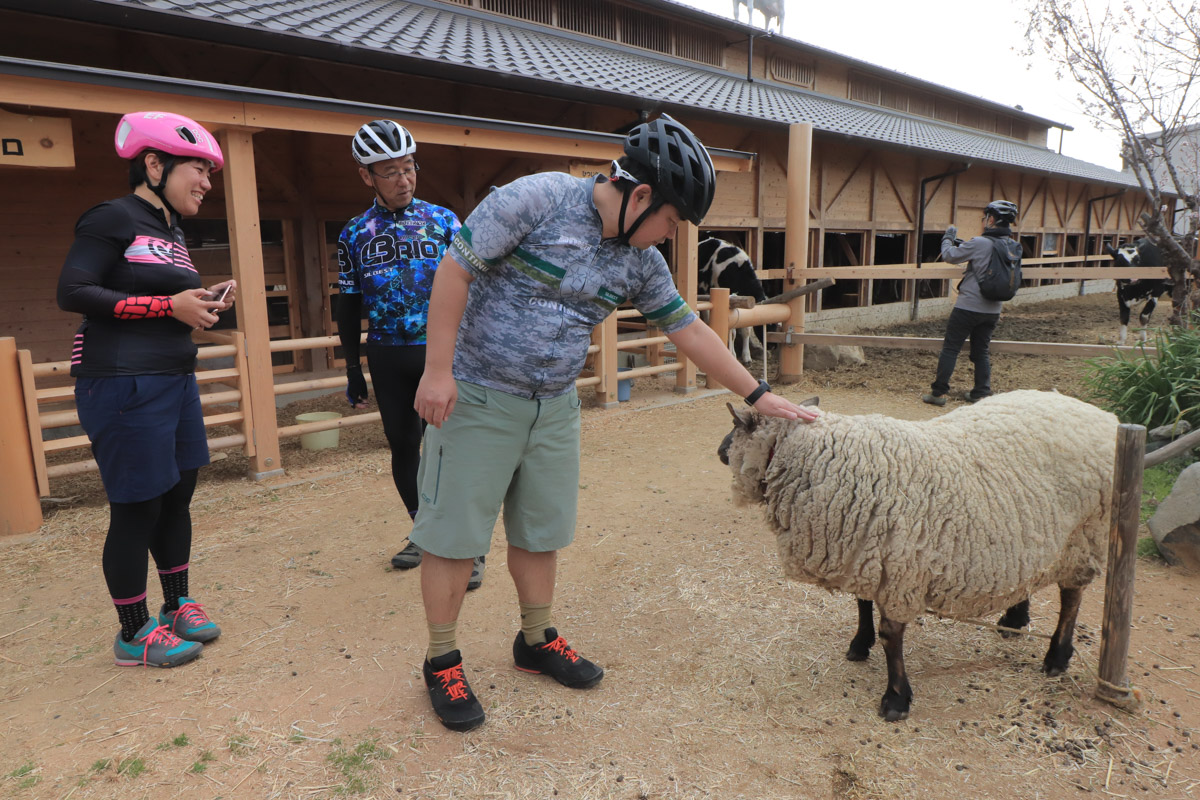 植村牧場の羊と触れ合う。奈良市内に牧場があるなんて