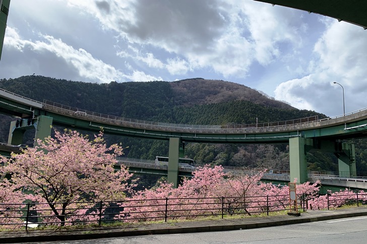 河津七滝ループ橋から眺める河津桜。下りで良かったと心から思ったしだい(笑)