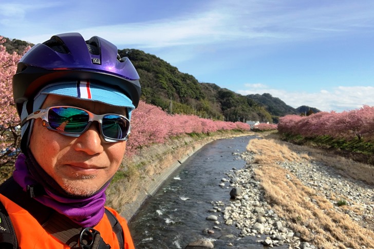 これぞ本場の河津桜！河津川から眺める河津桜の並木はもはや絶景という他ありません！！