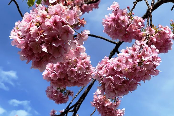 青い空の下で満開の河津桜を眺めることができて、この上なく幸運な日であることを実感!