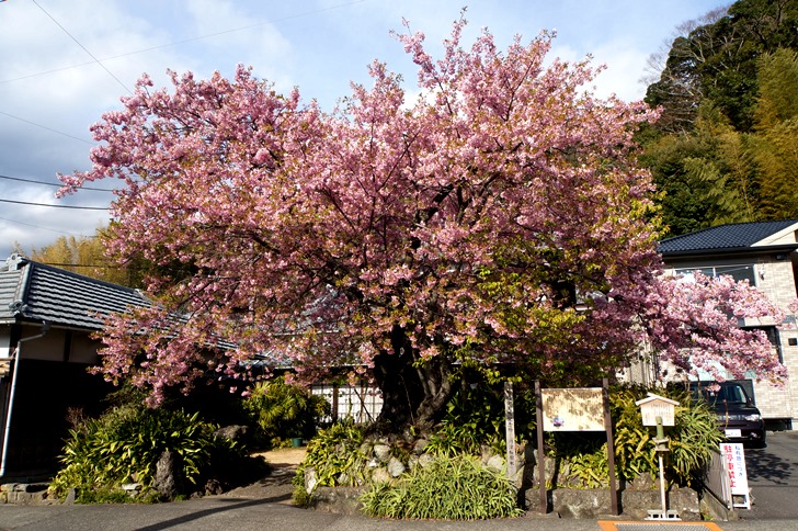 今をときめく河津桜の原木は、河津町のはずれにある民家の軒先で今年も力強く花を咲かせていました