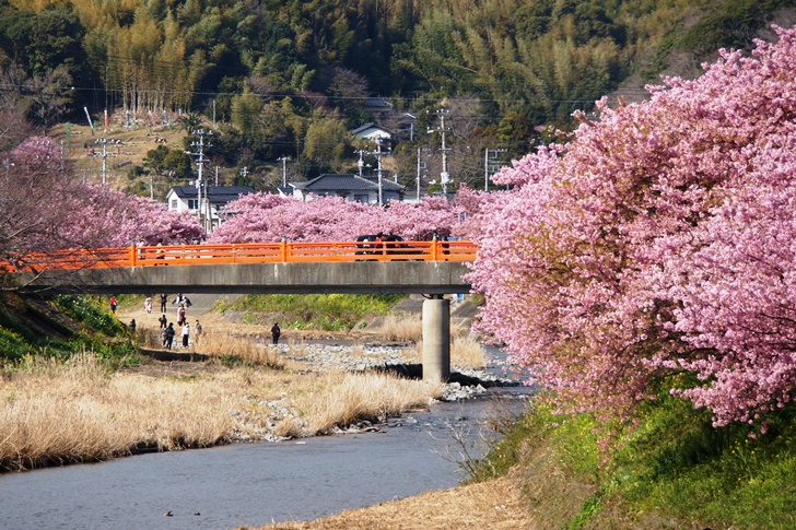 河津川沿いから見える景色はどこも桃源郷のよう❤