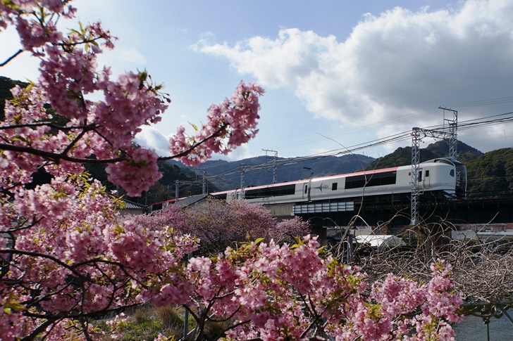 河津桜と臨時特急マリンエクスプレス踊り子!使用される車両は成田エクスプレス用E259系(^^)/