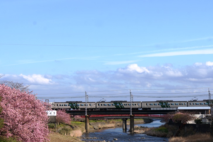 特急踊り子といえばやっぱりコレ!国鉄型特急車両185系と河津桜が並ぶ姿も今年で終わりかもしれない…
