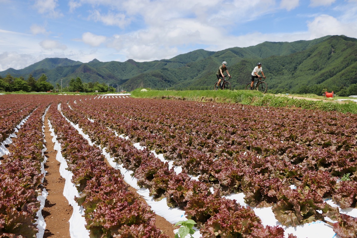 川上村特産の高原野菜はこれからが収穫最盛期