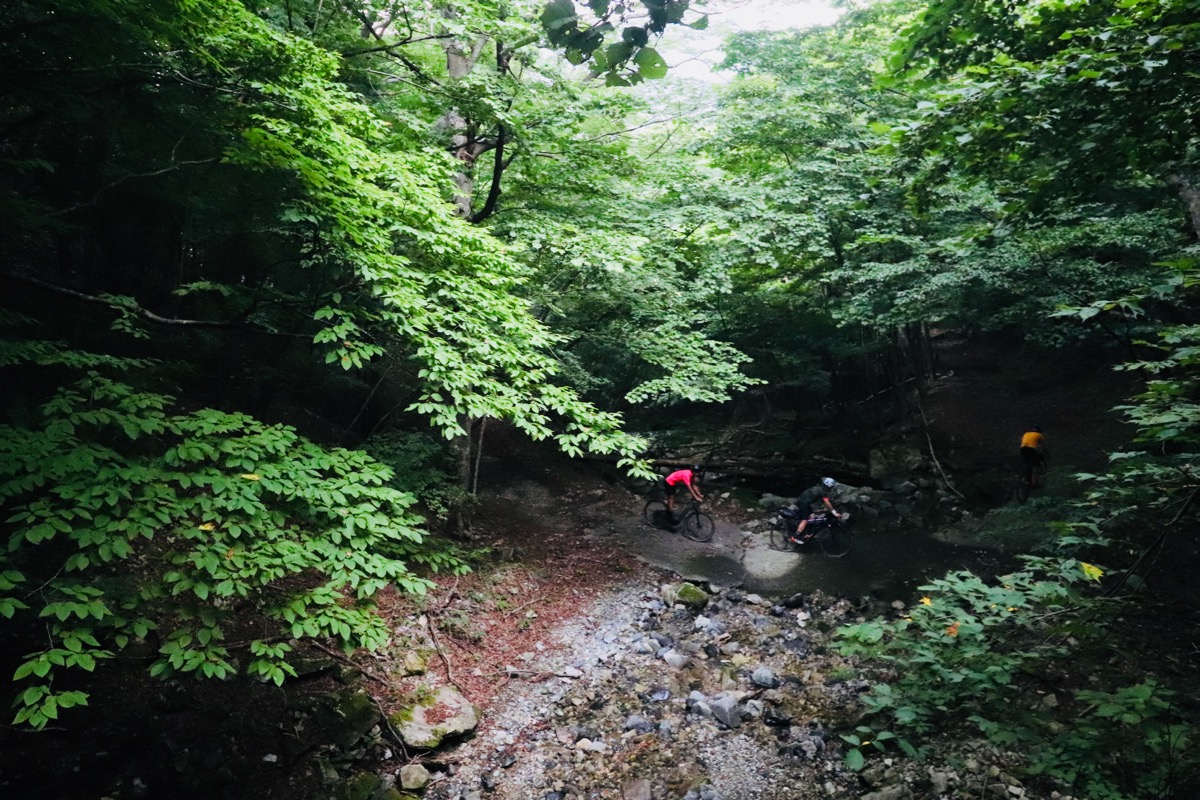 山深い林道を辿っていく。この渓流に魚は不在だった