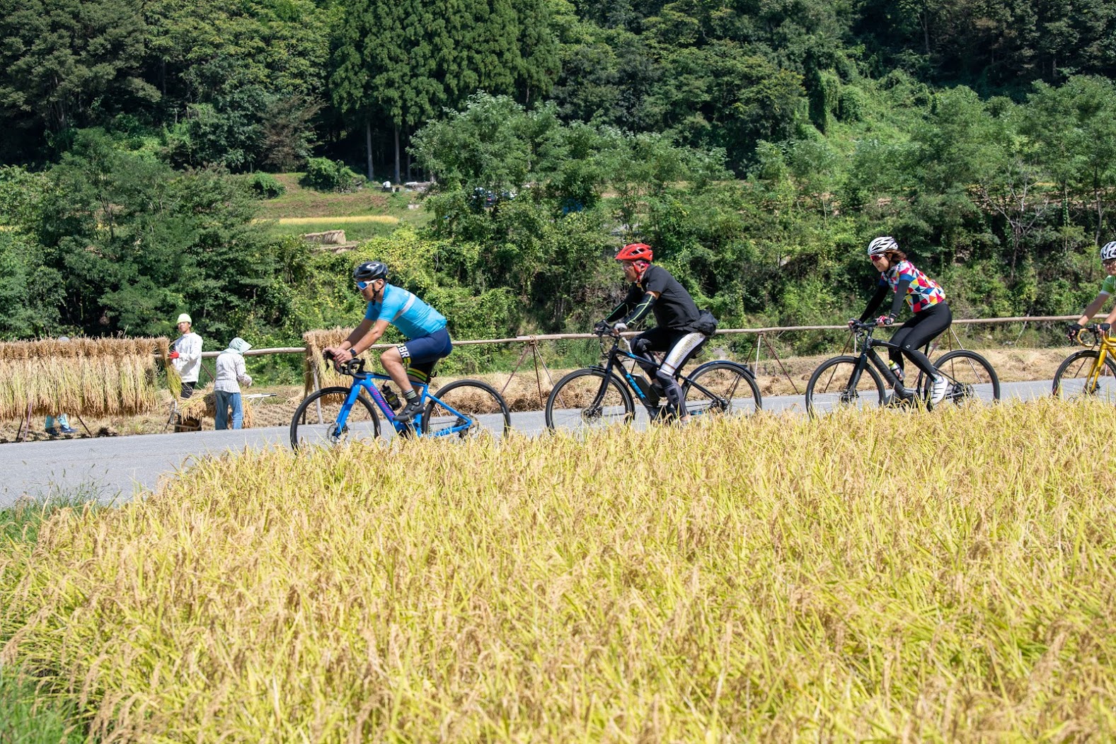 お米の収穫風景を横目に走る