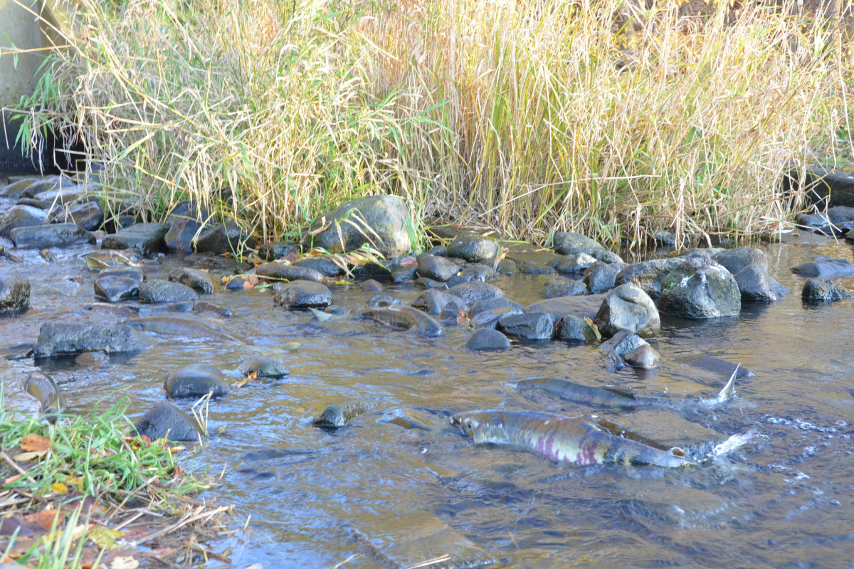 網走湖に迷い込んだ鮭たち。正しい道へ運んであげたい思いに駆られる